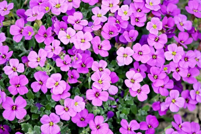 As plantas no calor do verão, saiba como protegê-las