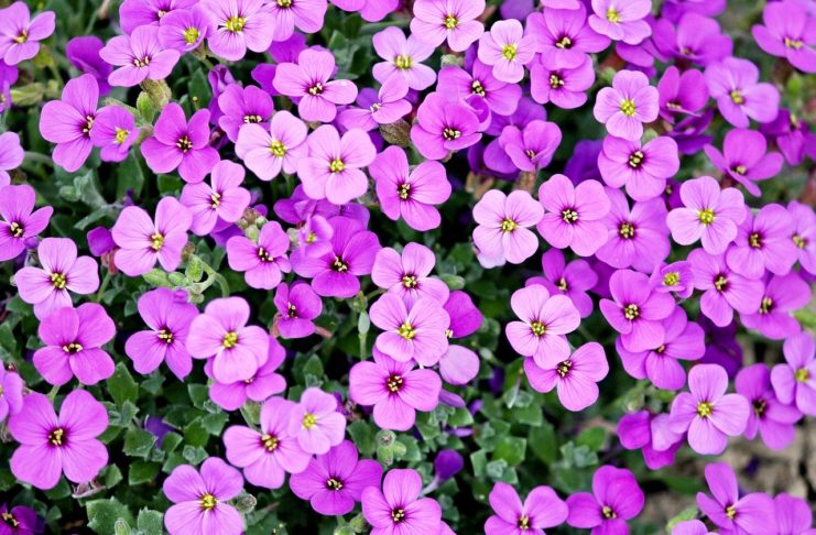 As plantas no calor do verão, saiba como protegê-las