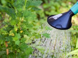 Saiba como cuidar das plantas nas férias