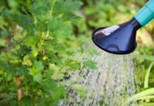 Saiba como cuidar das plantas nas férias