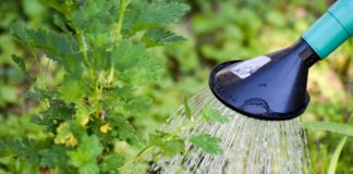 Saiba como cuidar das plantas nas férias