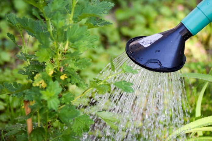 Saiba como cuidar das plantas nas férias