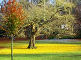 Ginkgo Biloba