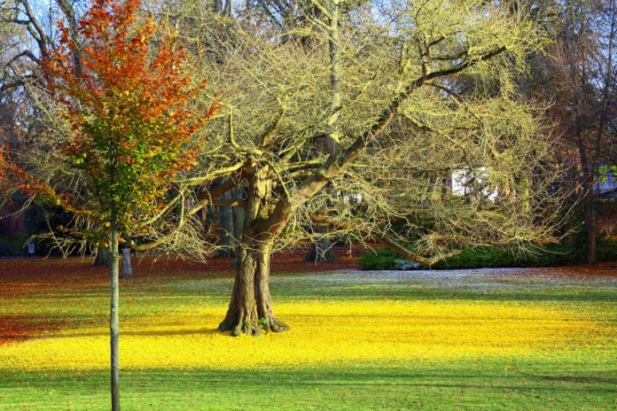 Ginkgo Biloba