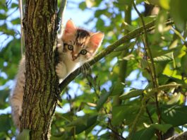 Tenha em atenção á saúde e higiene do gato