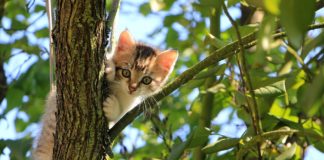 Tenha em atenção á saúde e higiene do gato