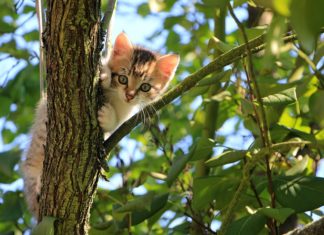 Tenha em atenção á saúde e higiene do gato