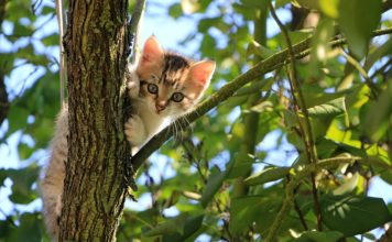 Tenha em atenção á saúde e higiene do gato