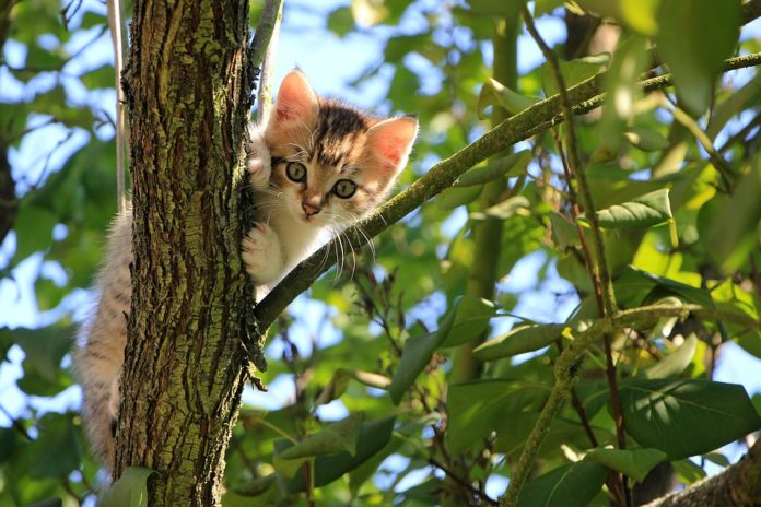 Tenha em atenção á saúde e higiene do gato