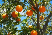 Cuidar das árvores de fruto - laranjeira