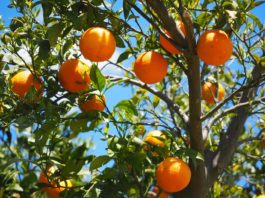 Cuidar das árvores de fruto - laranjeira