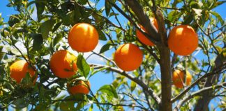 Cuidar das árvores de fruto - laranjeira