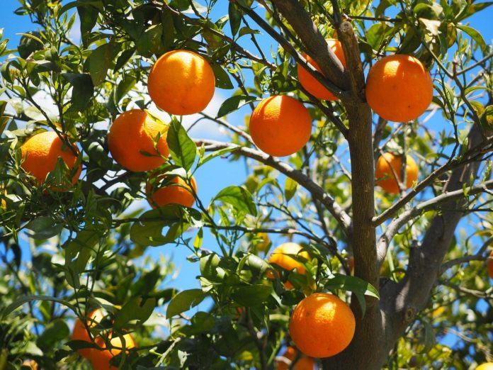 Cuidar das árvores de fruto - laranjeira