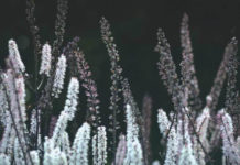 Black Cohosh - Cimicifuga racemosa