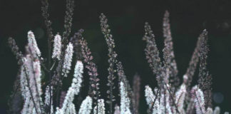 Black Cohosh - Cimicifuga racemosa