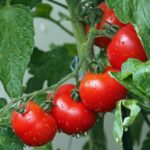Como plantar tomates