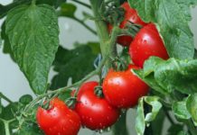 Como plantar tomates