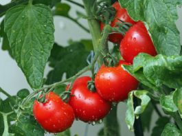 Como plantar tomates