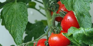 Como plantar tomates