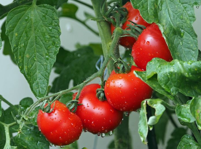 Como plantar tomates