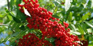 Como podar árvores de fruto