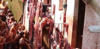 Crónica tomates para todos- la tomatina