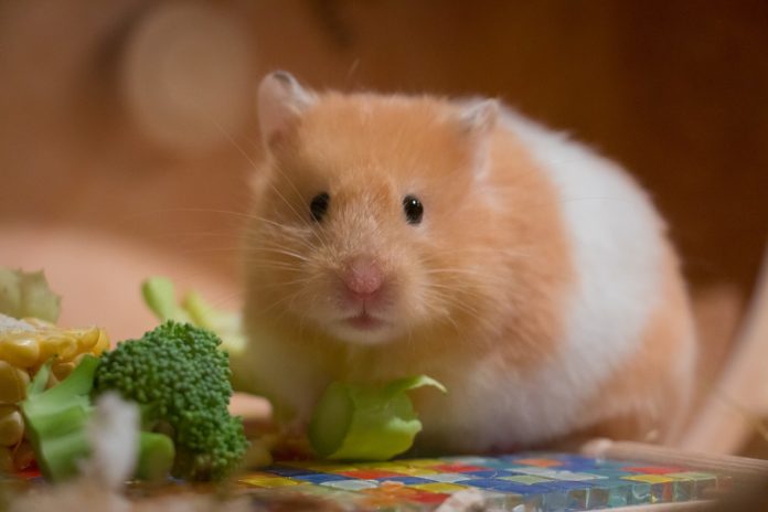 O pequeno Hamster