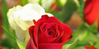 O simbolismo das rosas