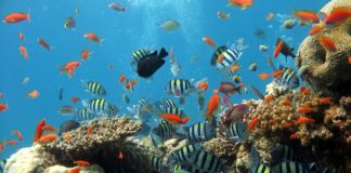 Aquário de água doce, a magia do oceano na sua sala