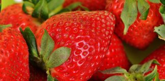 Como plantar morangos, a fruta preferida das crianças