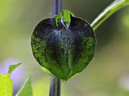 Pragas e doenças dos frutos