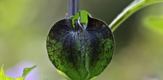 Pragas e doenças dos frutos