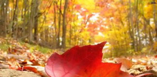 Adeus verão! Olá Outono!