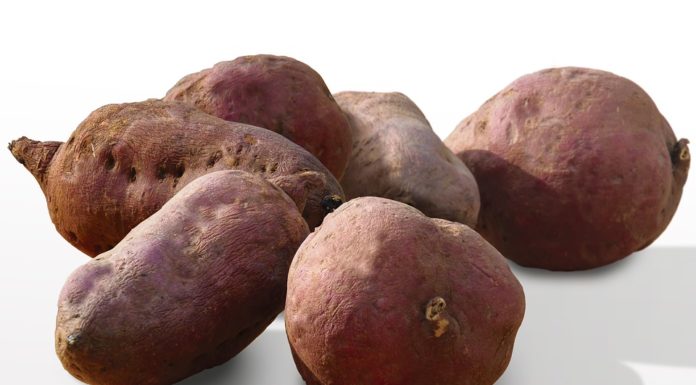 Batata doce, uma fonte de antocianinas e antioxidantes Batata doce