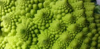 Saiba como plantar brócolos romanescos