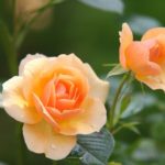 Como cultivar rosas