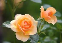 Como cultivar rosas