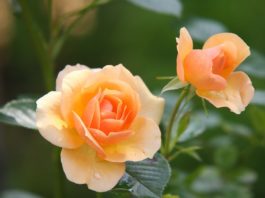 Como cultivar rosas