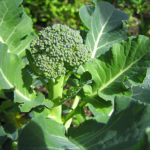 Como plantar brócolos ou brócolis