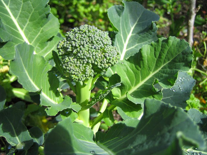 Como plantar brócolos ou brócolis