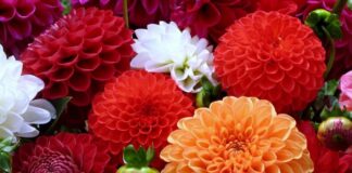 Como plantar e cuidar de Dálias