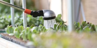 Como regar as plantas, com a quantidade certa de água