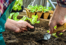 Como transplantar as suas plantas e flores