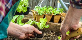 Como transplantar as suas plantas e flores