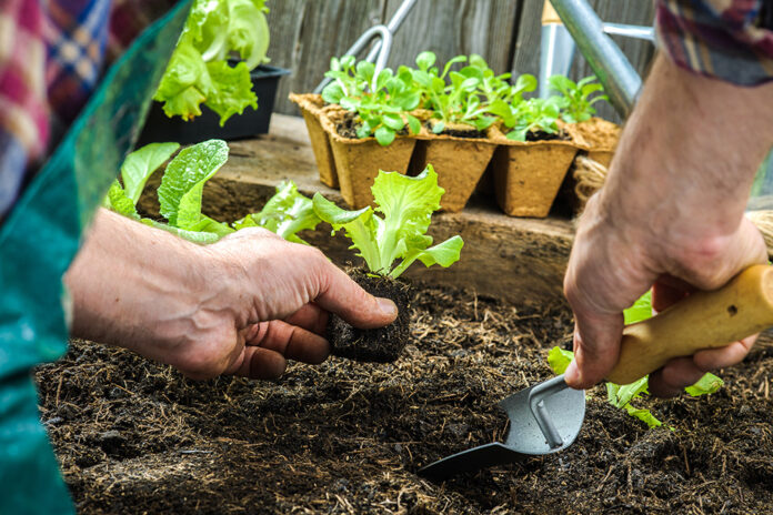 Como transplantar as suas plantas e flores