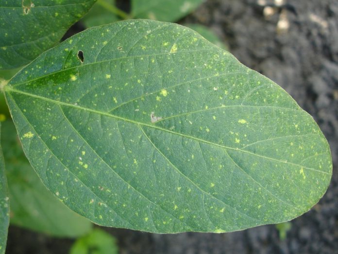 Conheça as principais doenças das plantas