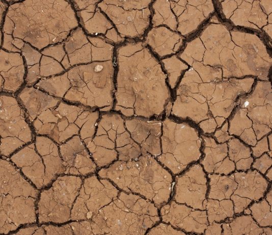 Cuidar das suas plantas, também é conhecer a terra argilosa