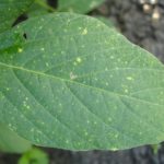 Conheça as principais doenças das plantas