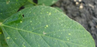 Conheça as principais doenças das plantas