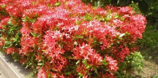 Conheça melhor a Mini Ixora